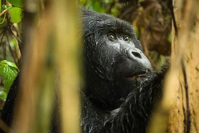 3-Day Tour to Uganda - Gorilla Trekking Bwindi Forest - Day 2: Into Bwindi’s steep, misty forest