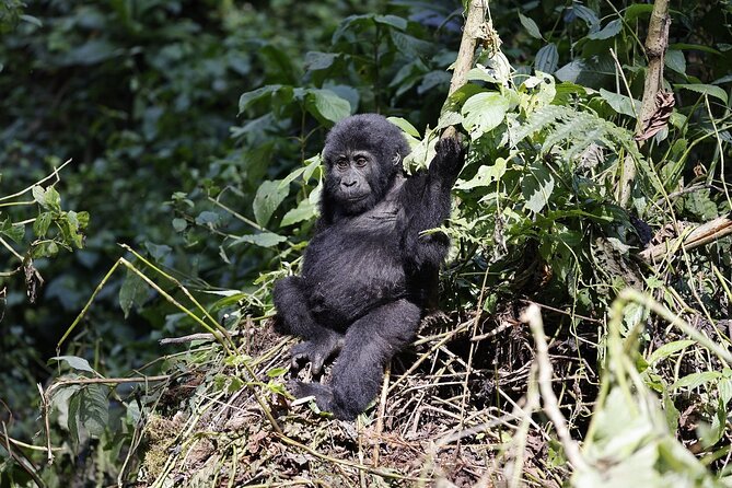 3 Day Uganda Gorilla Trekking and Batwa Pygmies Experience - What the strong feedback tells you
