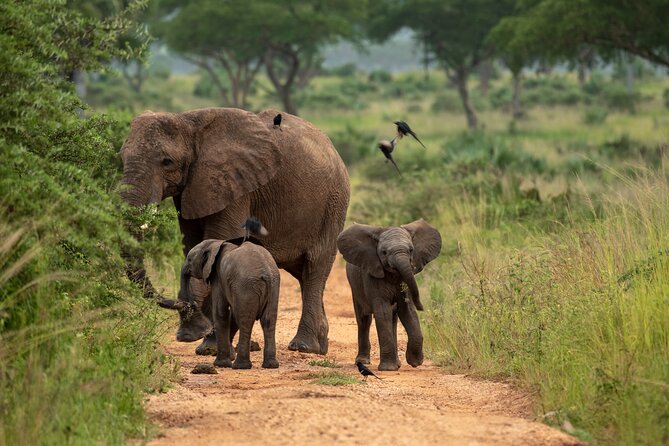 3-Day Ultimate Big Five Safari - Murchison Falls & Rhinos - Day 1: Rhinos first, then the long road to Murchison Falls
