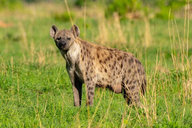 3-Day Ultimate Big Five Safari - Murchison Falls & Rhinos - Day 3: One more chance for wildlife, then Kampala