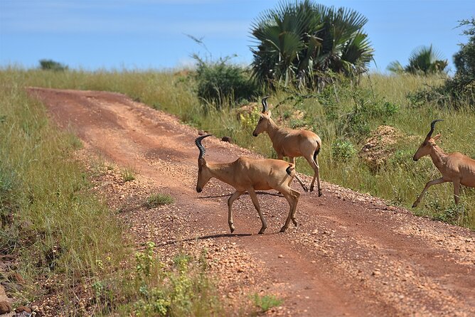 3-Day Ultimate Big Five Safari - Murchison Falls & Rhinos - Accommodation, food, and what the price covers