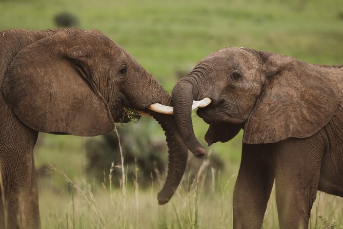 3-Day Ultimate Big Five Safari - Murchison Falls & Rhinos - Fitness, vehicle comfort, and group size