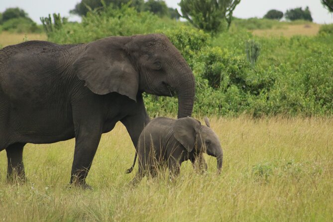 3-Day Ultimate Big Five Safari - Murchison Falls & Rhinos - Who should book this three-day safari