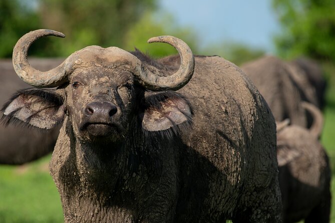 3-Day Ultimate Big Five Safari - Murchison Falls & Rhinos - Should you book it?