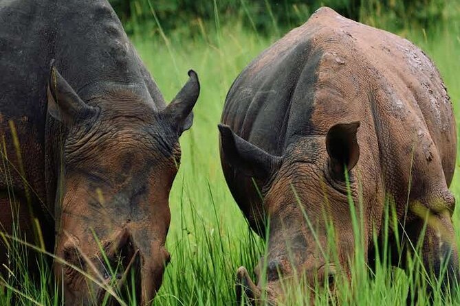 3-Day Ultimate Big Five Safari - Murchison Falls & Rhinos - Day 2: Game drives across the park