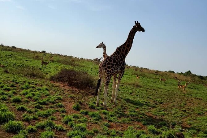 3 Days 2 Nights, Murchison Falls And Wildlife Safari - Day two: the early game drive