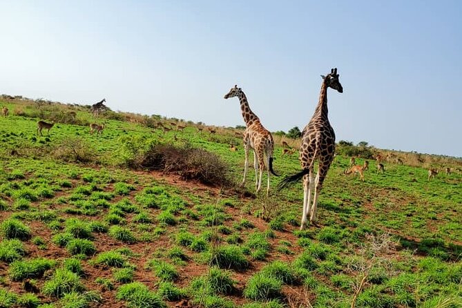 3 Days 2 Nights, Murchison Falls And Wildlife Safari - Seeing the park beyond the big animals