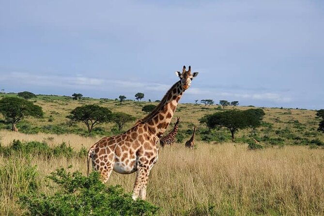 3 Days 2 Nights, Murchison Falls And Wildlife Safari - What the price means at $2,330.77 per person