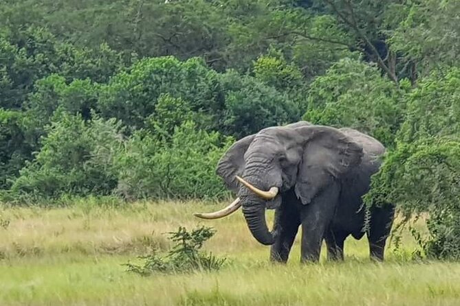 3 Days Best of Queen Elizabeth National Park Wildlife Tour - Key things to know before booking