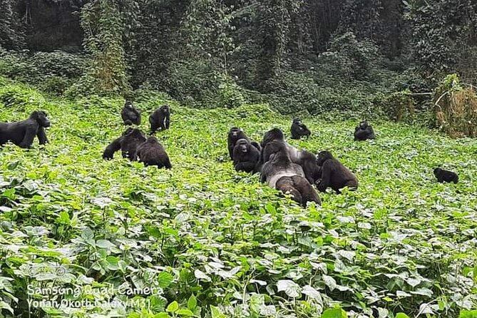 3 Days Best of Queen Elizabeth National Park Wildlife Tour - The 6:00 a.m. Kasenyi game drive