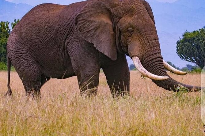3 Days Best of Queen Elizabeth National Park Wildlife Tour - Kyambura Gorge and the final chimpanzee search