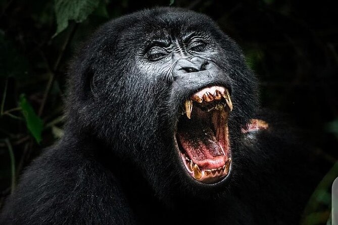 3 Days Best of Queen Elizabeth National Park Wildlife Tour - Practical details that shape the experience