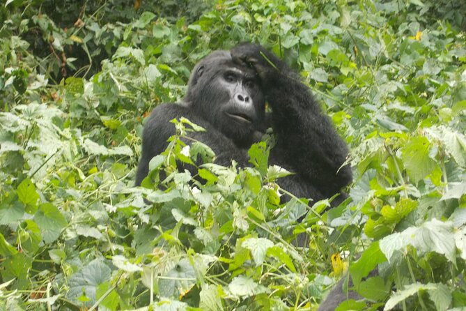 3 Days Bwindi Gorilla Trekking tour - Day 3: Returning through Uganda to Entebbe