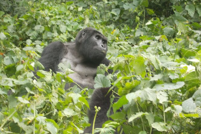3 Days Bwindi Gorilla Trekking tour - What the $1,850 price includes