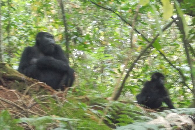 3 Days Bwindi Gorilla Trekking tour - Practical details before you commit
