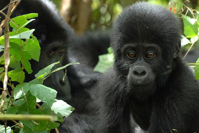 3 Days Gorilla Trekking Expedition Uganda - Day 1: the road from Entebbe or Kampala