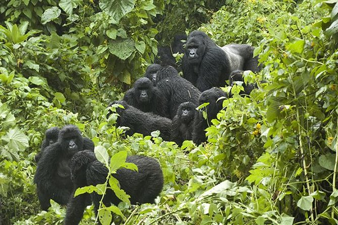 3 days Gorilla Trekking in Bwindi Inpenetrable national Park - Key points to know before booking