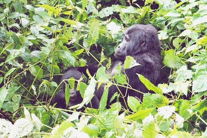 3 Days Gorilla Trekking Safari - Day 2: The demanding Bwindi gorilla trek