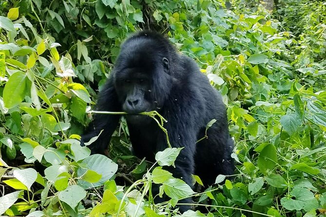3 Days Gorilla Trekking Safari - Day 3: Islands, border roads, and Kigali