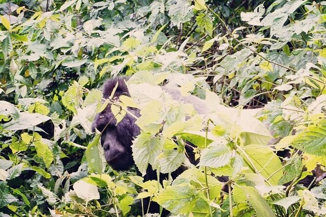 3 Days Gorilla Trekking Safari - Who will enjoy this trip most