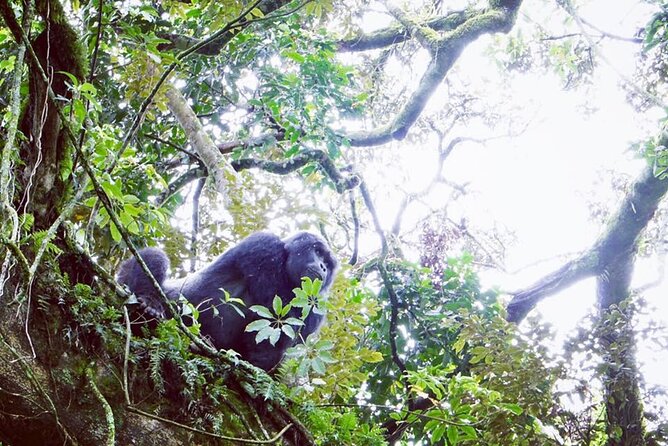 3 Days Gorilla Trekking Safari - Small details worth confirming before booking