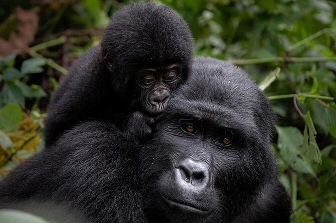 3 Days gorilla trekking Safari tour in Uganda - Key points at a glance