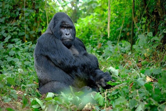 3 Days gorilla trekking Safari tour in Uganda - Why this three-day Uganda safari works