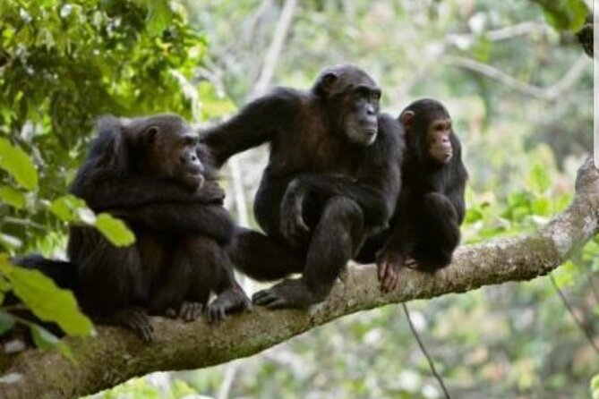 3 Days gorilla trekking Safari tour in Uganda - Day 3: Lake Bunyonyi and the long return