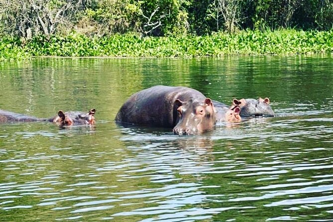 3 Days gorilla trekking Safari tour in Uganda - What the $2,600 price really covers