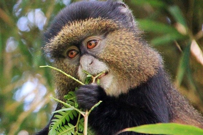 3 Days gorilla trekking Safari tour in Uganda - Guides, driving, and the private-tour advantage