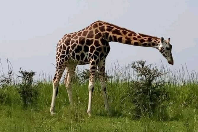 3 Days gorilla trekking Safari tour in Uganda - Who should book this gorilla safari
