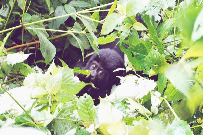 3 Days Gorilla Trekking Safari - Day 1: Kigali, the genocide memorial, and the road to Bwindi