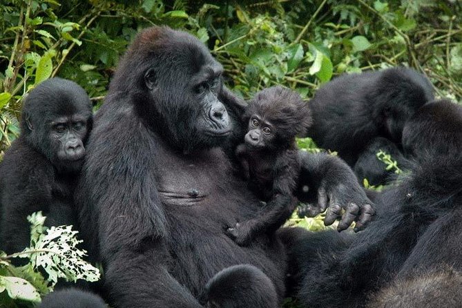 3 Days Gorilla trekking tour - Key points to know before booking