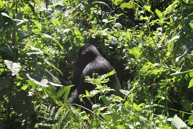 3 Days Gorilla trekking tour - The gorilla trekking morning