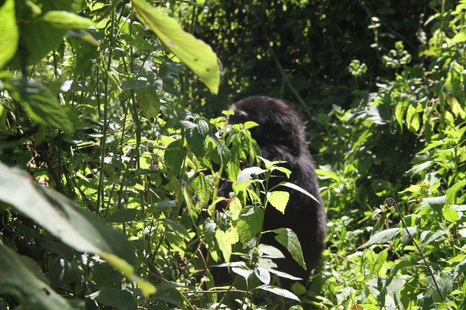 3 Days Gorilla trekking tour - The return to Entebbe on day three