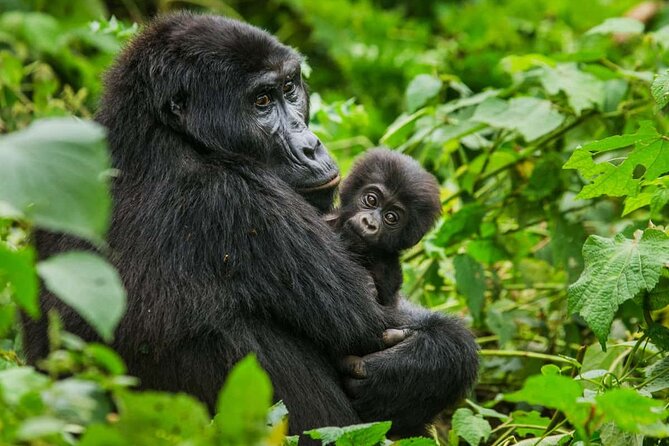 3 Days Gorilla trekking tour - What the $2,300 price really covers