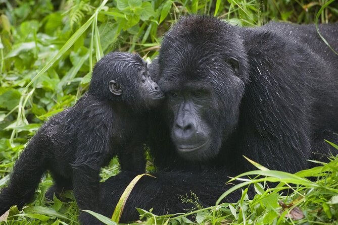 3 Days Gorilla trekking tour - The important warning about permits and reliability