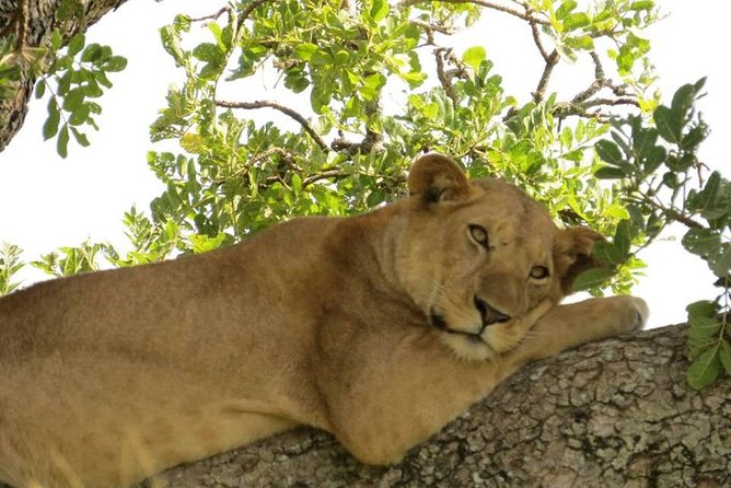3 Days Group Safari To Queen Elizabeth Park In Uganda. - Why this three-day safari works