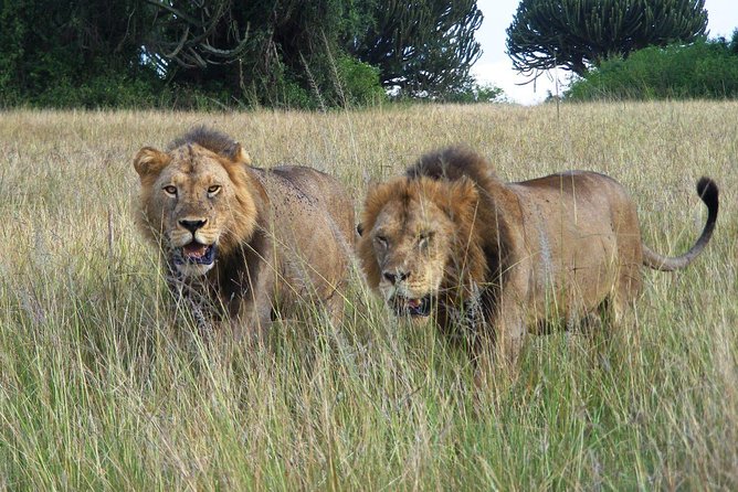 3 Days Group Safari To Queen Elizabeth Park In Uganda. - Day 3: Return to Kampala or Entebbe