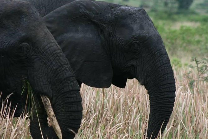 3 Days Group Safari To Queen Elizabeth Park In Uganda. - Who should book this safari?