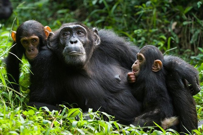 3 Days Kibale National Park Chimpanzee Tracking - Key points to know before booking