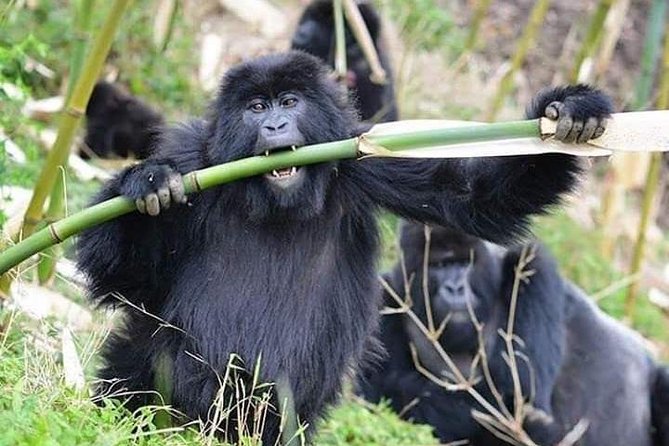 3 Days Lake Bunyonyi and Gorilla Trekking Tour in Uganda - Lake Bunyonyi gives the first day a gentler rhythm