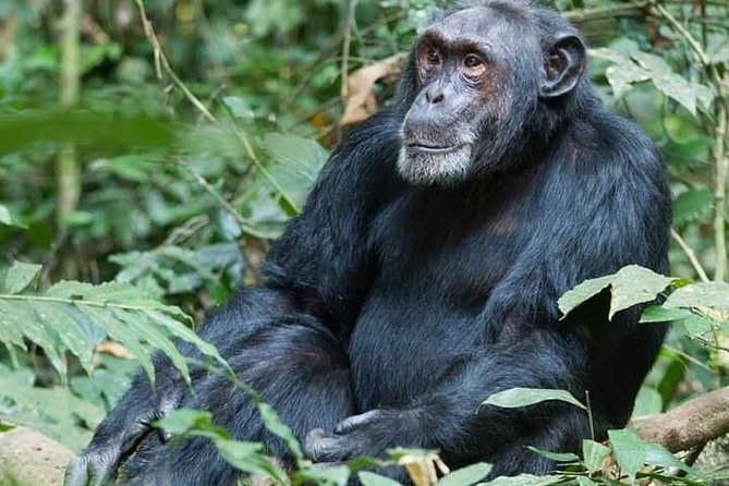 3 Days Lake Bunyonyi and Gorilla Trekking Tour in Uganda - Day three brings a long return to Kampala or Entebbe