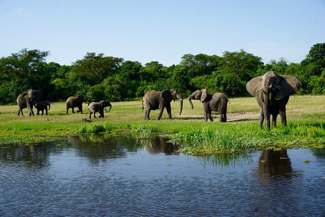 3 Days Murchison Falls Adventure Wildlife Safari Uganda Tour - Why Murchison Falls makes a good three-day safari