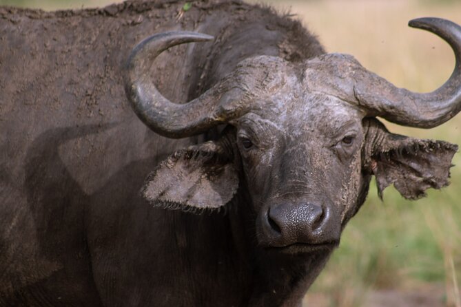 3 Days Murchison Falls Adventure Wildlife Safari Uganda Tour - The three-hour Nile cruise and the lower view of the falls
