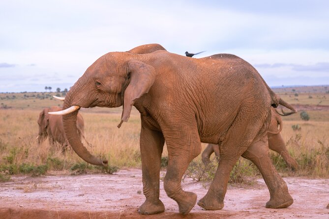 3 Days Murchison Falls Adventure Wildlife Safari Uganda Tour - What the $1,300 price really covers