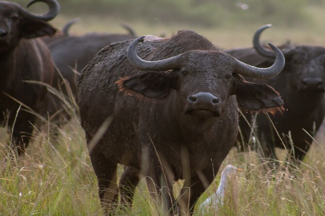 3 Days Murchison Falls Adventure Wildlife Safari Uganda Tour - Who will get the most from this safari