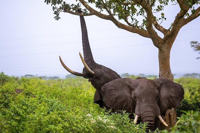 3 Days Murchison Falls Adventure Wildlife Safari Uganda Tour - Practical details that affect your day