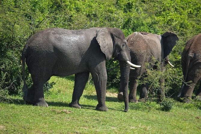 3 days Murchison Falls, Boat cruise and wildlife game viewing - Day 3: The falls, Karuma, and the road back