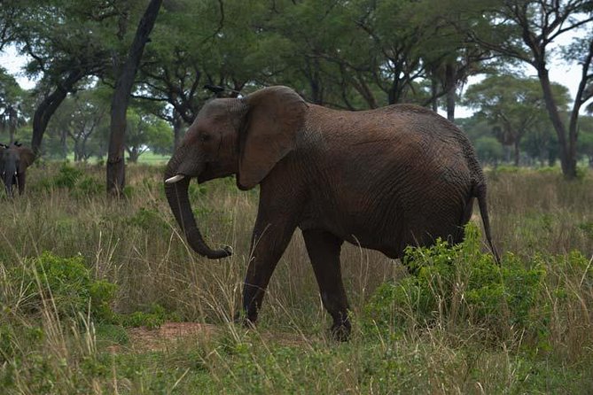 3 days Murchison Falls, Boat cruise and wildlife game viewing - The main drawbacks to consider